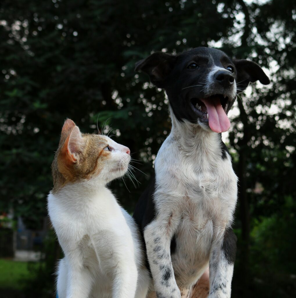 cat and dog sitting next to eachother while the cat is looking at the dog